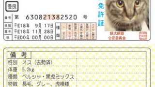 愛猫免許証
